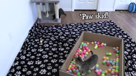 Two Kittens and 100 Balls in a Ball Pit!