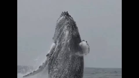 Monster beautiful whale