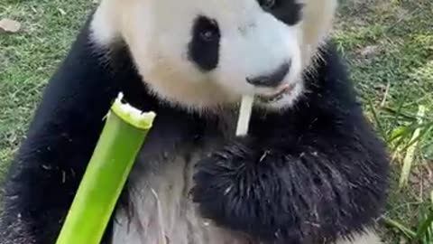 A cute Panda