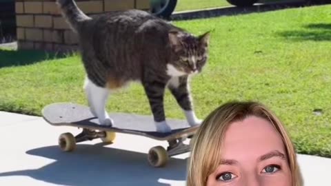 Didga the skateboarding cat is multitalented and holds a world