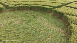 NEW CROP CIRCLE ROUNDWAY DOWN WILTSHIRE 6-11-23