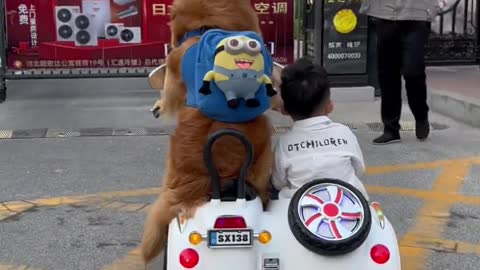 Dogs with children can also wash clothes, and finally moved me