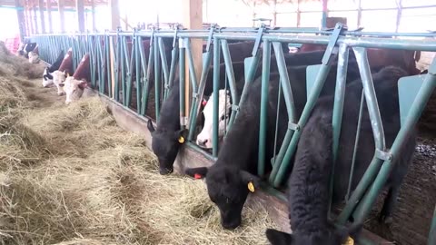 Beef producers put cattle comfort first