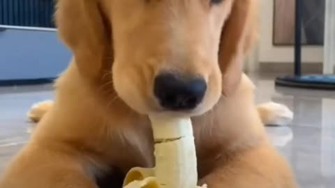 the calm dog eating banana