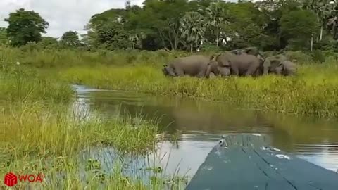 Amazing Elephant Save Baby Elephant From Crocodile Hunting Animals Hunting Fail