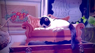 Here is 2min of cat sofa cat bath