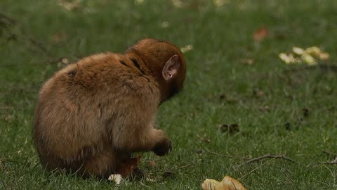 Monkey eating the foods