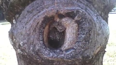 This tree has a drawing of a human eye on the wood, that's rare and exotic! [Nature & Animals]