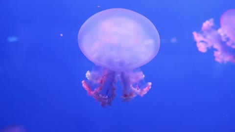 The splendor of the jellyfish