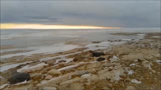 Lake Michigan Ice Cover