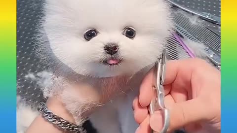 CuTe And FunnY DoG 🐕 Video Compilation 2021|CD EnterTainmenT|
