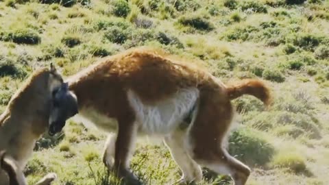 Lion 🦁 Attack on lama