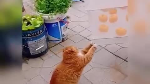 Cute & Funny Cat Videos Compilation | Cat Videos