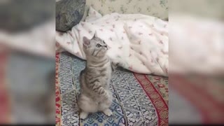 Baby Cats - A Collection of Cute and Funny Baby Cat Videos