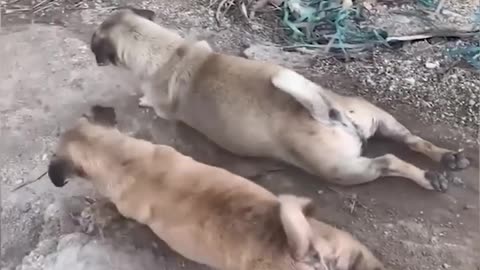 Funny Cats and Dogs 🐱🐶 _ Funny Animal Videos #11