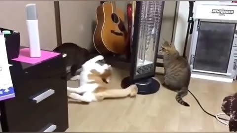 Cat Critters acting Crazy