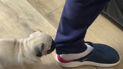Puppy Pulls Owner's Pant Leg