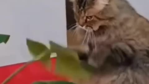 FUNNY CATS and DOGS, PARROTS 🐱🐶🦜 Funniest Animals Videos 2023 😂