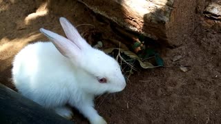 💖🐰🐇🥕Adorable Baby Rabbits Loving Pets [Part 13]🥕🐇🐰💖
