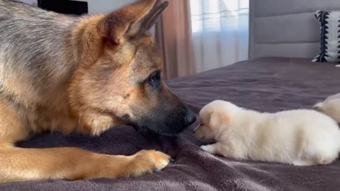 German Shepherd Meets Puppies for the First Time!