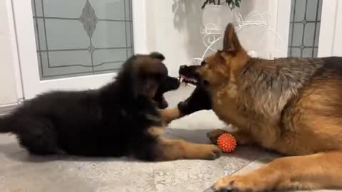 German Shepherd Protects His Ball from a German Shepherd Puppy