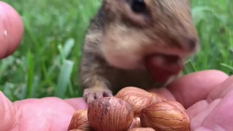 General Dinky came out of his command post to fill the cheeks #shorts #dinky #chipmunks #cute