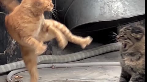 Cat attacking the other cat