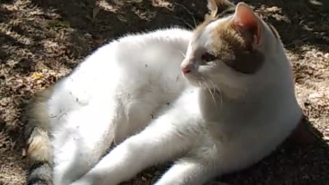Egyptian cat sunbathing