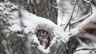 Custom made tree hole carving snuggled Owl 😊👍🙏