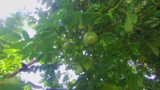 Wild Edible - Passion Fruit