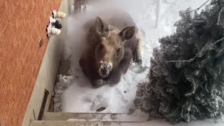 Moose Calf Warms Up Under Vents