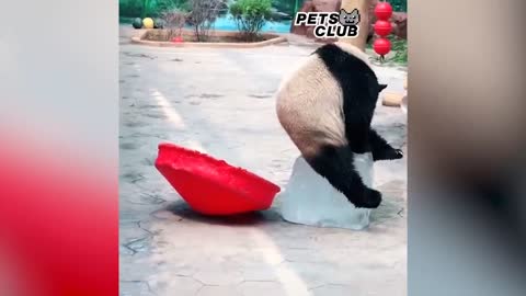 Panda Teamwork - Aww Cute Panda - Funniest Animals Compilation