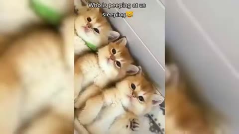 FUNNY CAT VIDEO 😂😂 #funny video