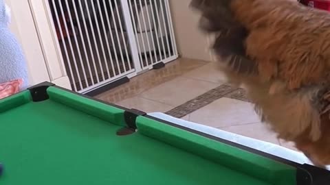 Cat playing snooker