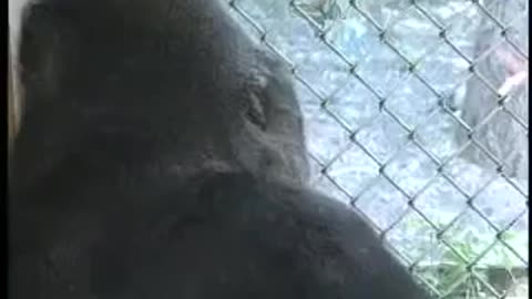 Koko the Gorilla With Human intelligence Shows Robin Williams Love And Compassion with Sign Language