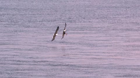 Bald Eagles - Epic Slow Mo