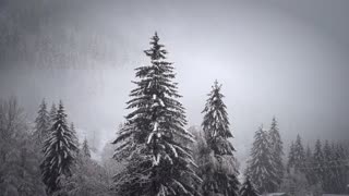 Snow | Winter | Nature | Relaxing | Free HD Videos - No Copyright footage