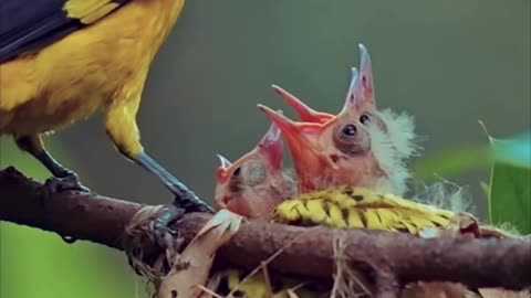 Mother love Bird feeding her children.