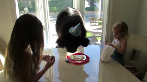 Giant dog celebrates his birthday