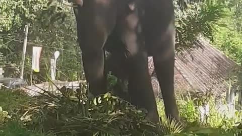 Elephant Eating Ground My Village Sri Lanka