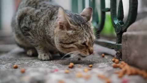 Cute Cat eating