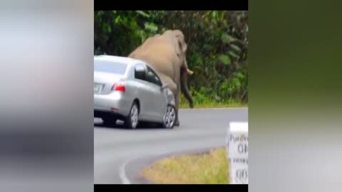 Elephant attack on car