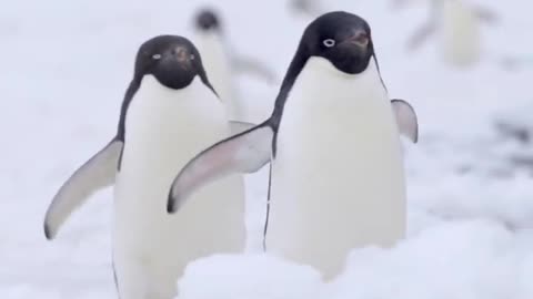 Waddling Waddling. A Penguin's Waddle Is More Efficient Than Walk. 🇦🇶 Cape Hallett