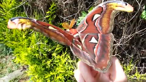 Attacus atlas Moth in the sun!