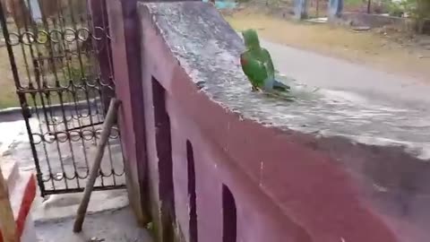 Beautiful song with parrot