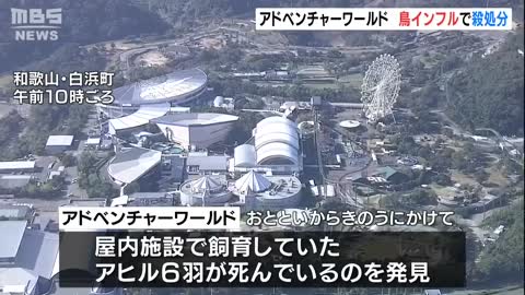 『ダチョウやエミューなど57羽を殺処分』アドベンチャーワールドで高病原性鳥インフル（2022年11月11日）_1