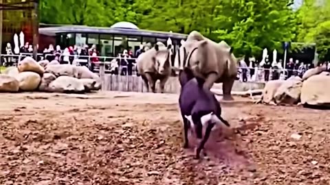 Time when animals messed with wrong opponent