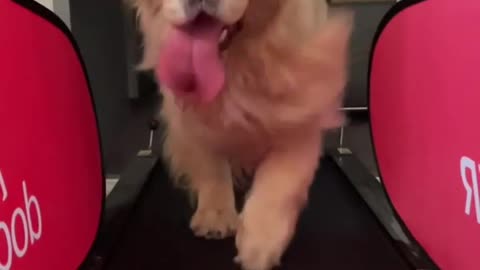 Cute Dog exercises video🎥