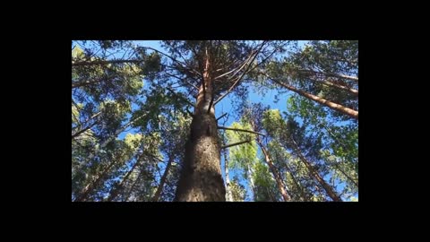 Calming Forest - Beautiful Relaxing Music for Stress Relief ~ Meditation, Relaxation, Sleep, Therapy
