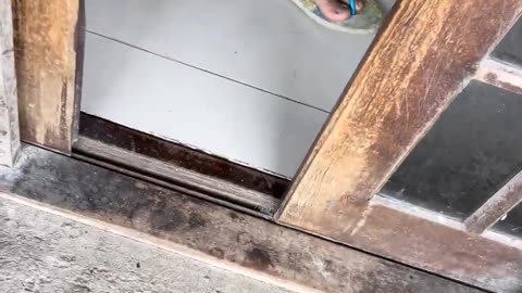 Silly Sloth Won't Let Go of Door